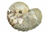 Cretaceous Fossil Ammonite (Discoscaphites) - South Dakota #242532-1